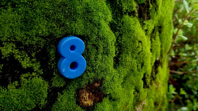Blue plastic number eight attached to mossy tree bark moss nature digit forest texture