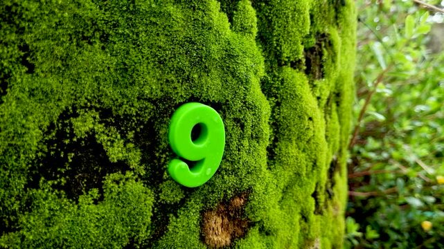 Green plastic number nine attached to mossy tree bark moss nature digit forest texture