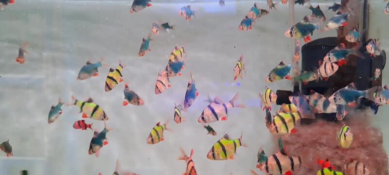 tiger barb puntigrus tetrazona varieties swimming in aquarium