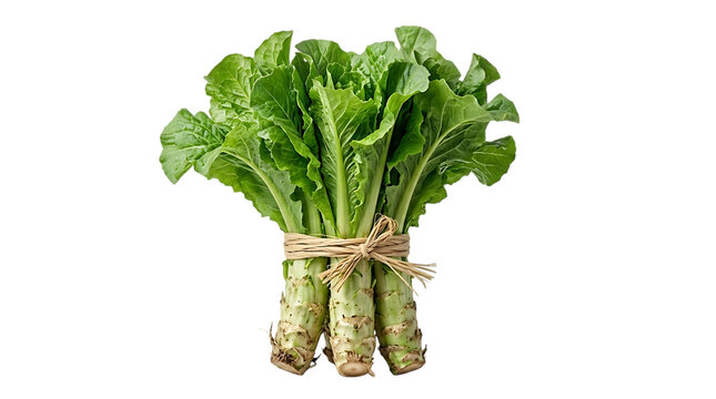 Fresh celtuce bundle with green leaves, raw stem lettuce tied with twine, organic asparagus lettuce isolated on white background