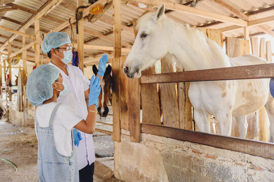 Veterinarian Checking Horse Health with Child at Stable. Horse Veterinarian checking Equine Herpesvirus.