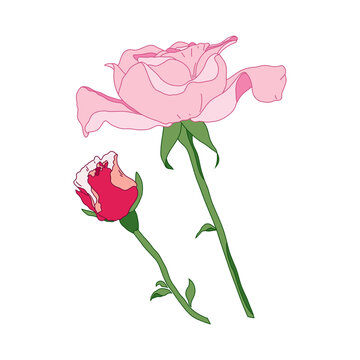 Hand Drawn Modern Botanical Rose Floral Elements Vector
