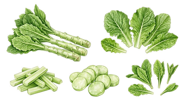 Watercolor celtuce vegetable set, botanical illustration of stem lettuce with sliced stalks and green leaves, isolated on white background