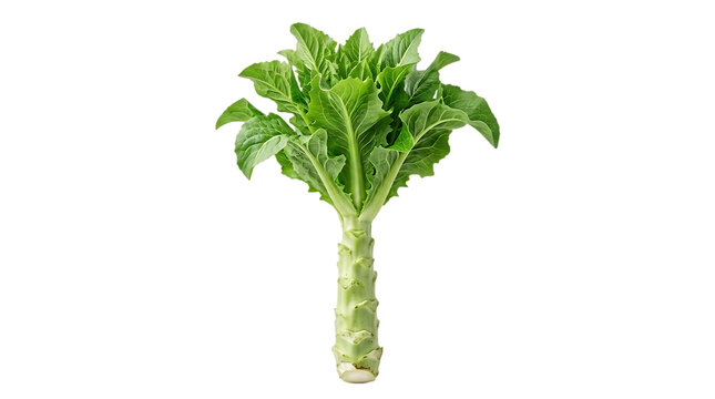 Fresh green celtuce stem with leaves, raw stem lettuce isolated on white background, organic Chinese lettuce for culinary use