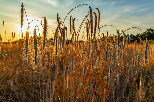 Sonnenuntergan im Roggenfeld