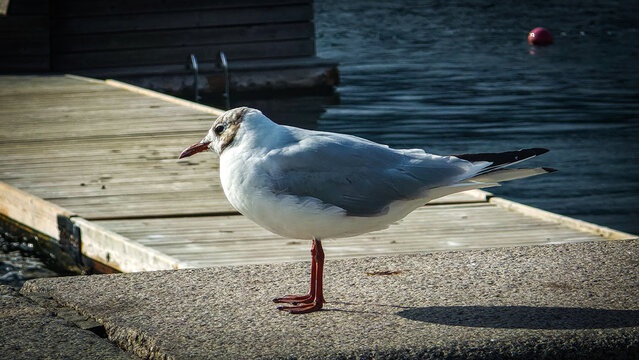 Seagull stands on a weathered dock edge