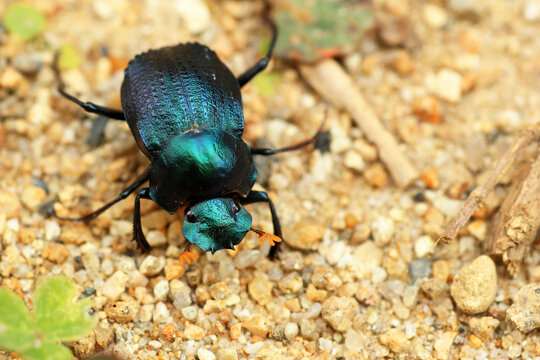 Tessellated Dung Beetle (Deltochilum tessellatum) is a species of beetle of the family Scarabaeidae. It is found in Colombia, Ecuador and Peru.