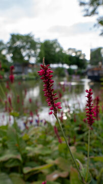 Tall pink flowers sway near calm waters