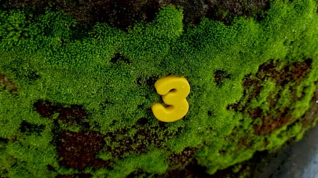 Yellow number three resting on a deep green mossy rock moss nature growth digit texture