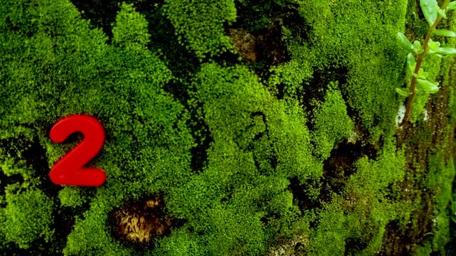 Red number two fixed to a moss covered tree trunk bark green nature growth botanical
