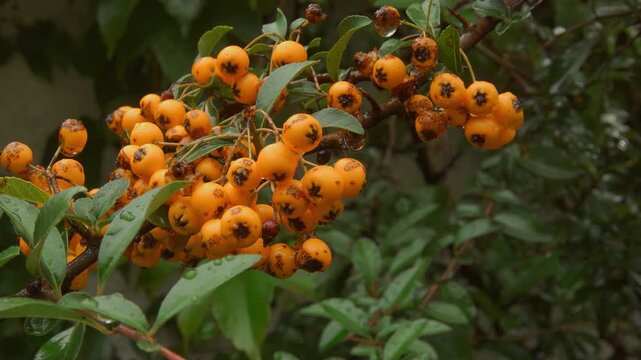 Golden Glow Pyracantha berry bush background stock footage