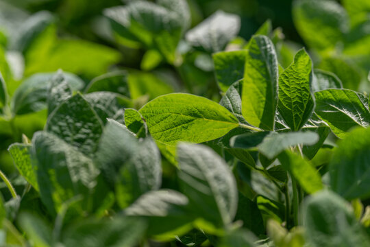 Green symphony of soybean leaves dancing in the sunlight on a warm summer day in lush farmland