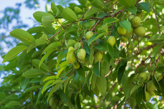 Indochinese almond unripe fruits on tree ,locally known in Thailand as Krabok. Scientific name is Irvingia malayana Oliv. ex A. Benn.
