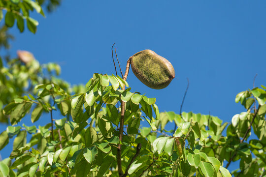 Pod mahogany unripe fruits on tree, locally known in Thailand as Makha Mong. Scientific name is Afzelia xylocarpa (Kurz) Craib
