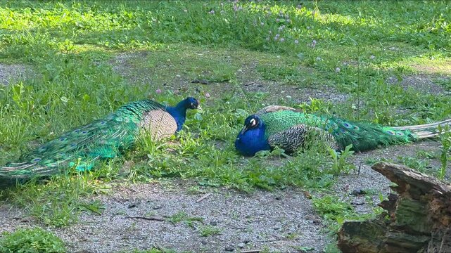 Peacocks in a park display their colors on a sunny day