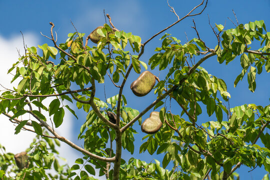 Pod mahogany unripe fruits on tree, locally known in Thailand as Makha Mong. Scientific name is Afzelia xylocarpa (Kurz) Craib