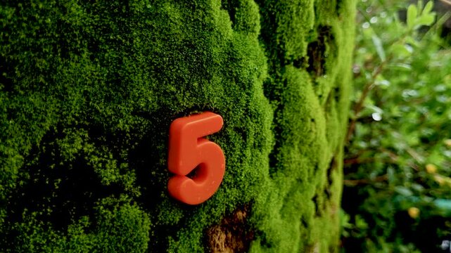 Orange plastic number five mounted on a green mossy tree trunk moss bark nature texture macro