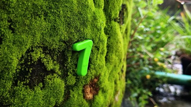 Green number seven plastic digit placed on a thick green mossy tree bark background