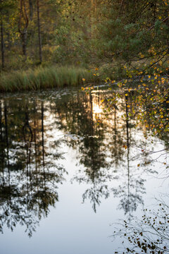 Fall landscape of pond with reflections surrounded by pine and birch forest at sunset. Late autumn in marshy area