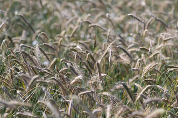 Obraz premium Golden grasses dance in a soft breeze under the warm European sun creating a serene landscape of nature's beauty