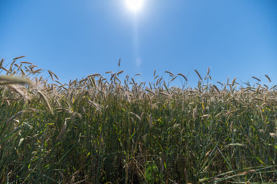 Golden fields dance under the bright sun during harvest season in Europe showcasing nature's bounty and hard work
