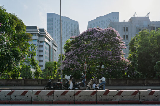 Purple Crape Myrtle Blooming on a Hanoi Street