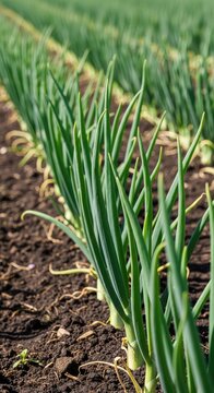A detailed close-up shot of vibrant green onion stalks growing in rows from dark fertile soil on a vast agricultural field under sunlight, agrarian, soil, food