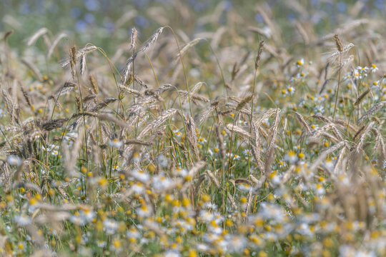 Golden rye stalks dance among wild chamomile, bathed in the soft, warm glow of a peaceful summer afternoon deep in the countryside