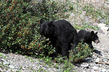 American black bear and bear cub feeding on berries in Rocky Mountain in Alberta, Canada © Bumble Dee
