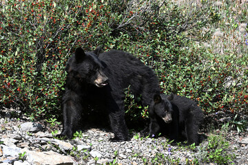 American black bear and bear cub feeding on berries in Rocky Mountain in Alberta, Canada © Bumble Dee