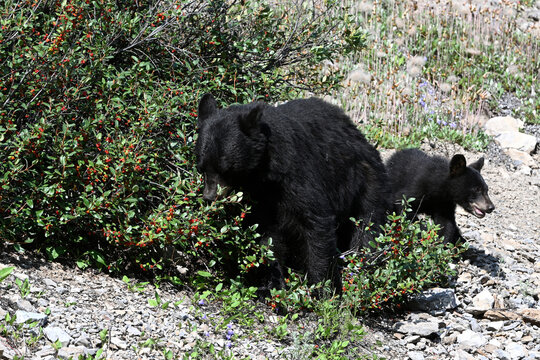 American black bear and bear cub feeding on berries in Rocky Mountain in Alberta, Canada
