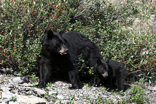 American black bear and bear cub feeding on berries in Rocky Mountain in Alberta, Canada