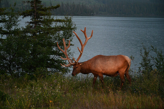 Elk near the lake in Rocky Mountain, Jasper National Park, Canada
