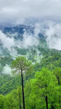 Lush green mountain forest covered in rolling clouds and fog
