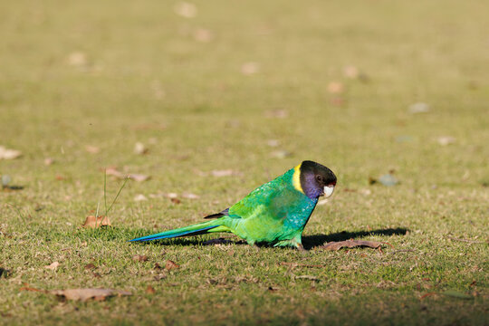 Australian Ringneck or 28 Ringneck Parrot on the ground  in warm sunlight in Western Australia