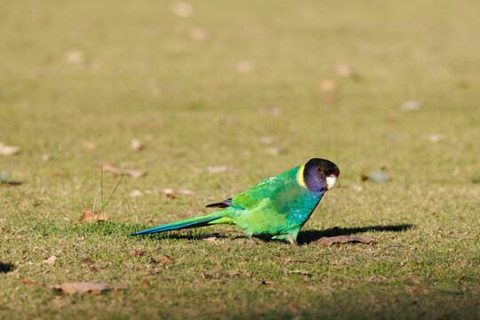 Australian Ringneck or 28 Ringneck Parrot on the ground  in warm sunlight in Western Australia