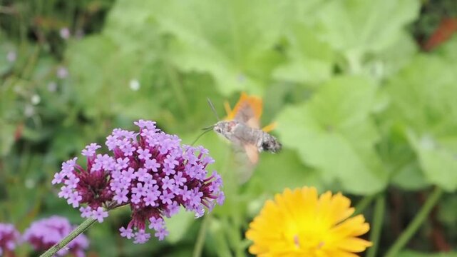 Hummingbird hawk moth ( Macroglossum stellatarum ) which is a common daytime flying insect seen feeding while hovering at a Verbena bonarienses plant, wildlife stock video footage clip