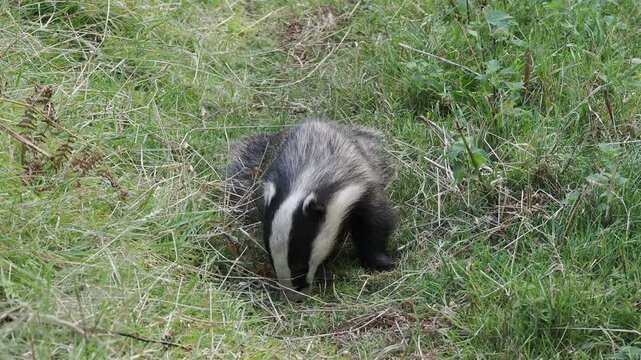 Close-up 4K footage of a wild European badger (Meles meles) foraging and feeding in its natural nocturnal forest habitat, perfect for an animal nature documentary, wildlife stock video footage clip