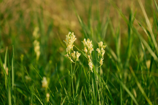 Minimalist Organic Texture of Yellow Toadflax for Layouts