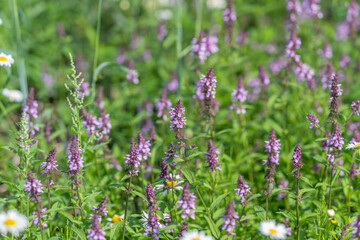 Obraz premium Blooming wildflowers create a colorful tapestry in a sunlit meadow during a warm spring afternoon