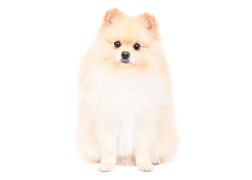 Cute Pomeranian Spitz sitting looking at camera isolated on white background
