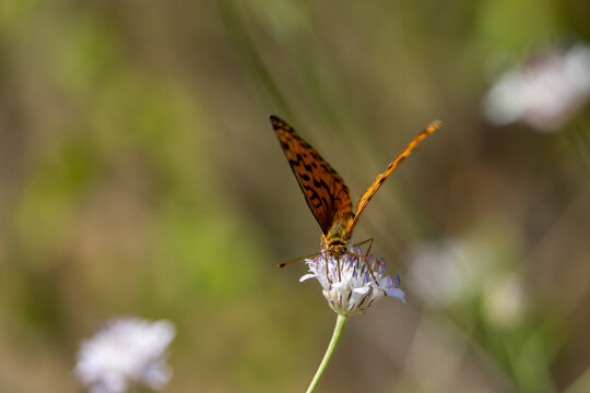 Small fritillary butterfly feeding on a wildflower with partially open wings macro