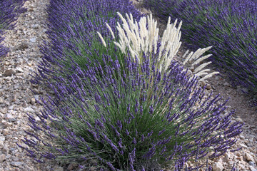 lavande et herbes folles © helenedevun