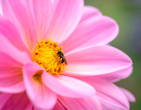 Close-up of a bee collecting pollen from a vibrant pink dahlia flower.