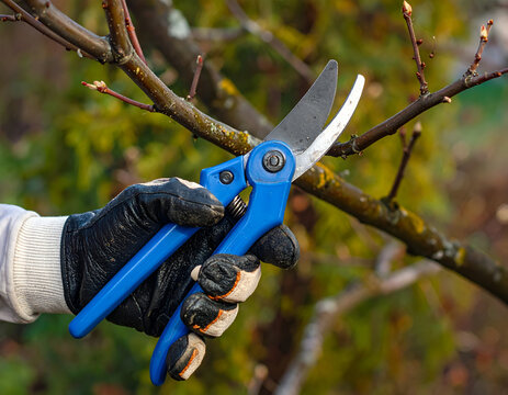 Gardeners Hand with Blue Pruning Shears Trimming Tree Branch.