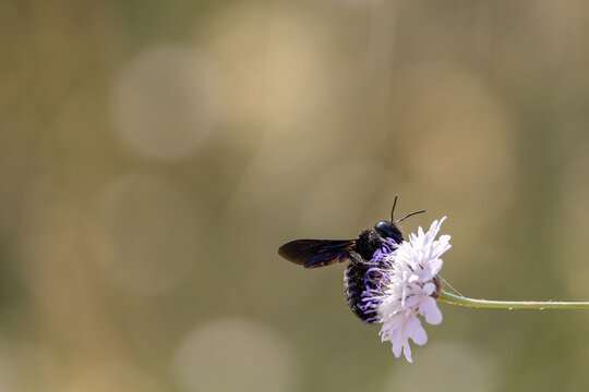 Large black carpenter bee on a wildflower with beautiful round bokeh background macro landscape format
