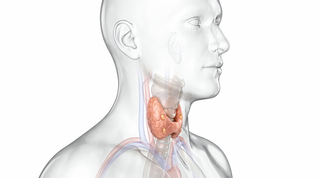 Medical Illustration of the Human Thyroid Gland and Parathyroid Glands within the Neck Anatomy