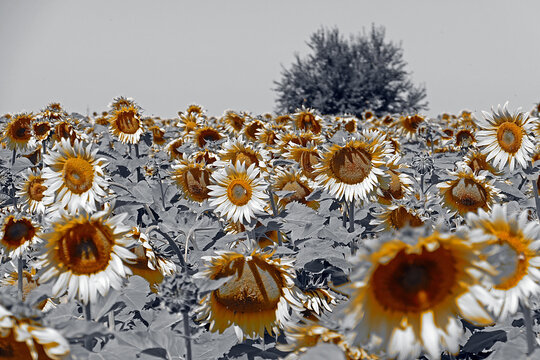 Black and white variation at sunflower in a field.