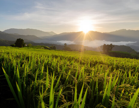 A breathtaking landscape showcases vibrant green rice terraces cascading down rolling hills, bathed in the warm glow of a setting sun over a misty mountain range.
