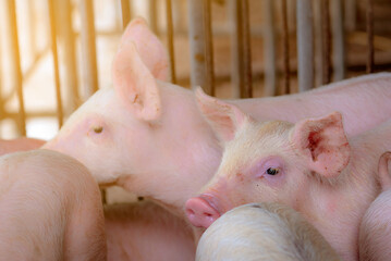 Healthy piglets resting together inside a commercial swine farm under warm natural sunlight. Modern livestock production, animal husbandry, veterinary care, biosecurity and sustainable agriculture. © Fahroni